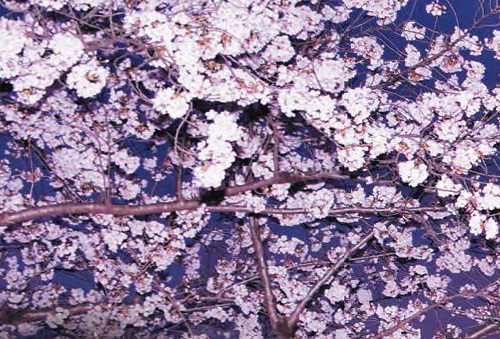 /upload/image/sakura2026 (1).jpg